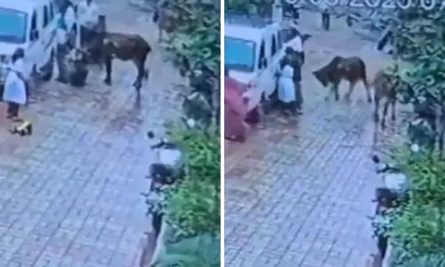 Maharashtra: वाशिम में आवारा गाय ने दो महिलाओं और बच्चों पर हमला किया Maharashtra: वाशिम में आवारा गाय ने दो महिलाओं और बच्चों पर हमला किया