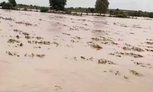 कपास के खेतों में कीचड़ भरा पानी.. चावल के खेतों में रेत के टीले कपास के खेतों में कीचड़ भरा पानी.. चावल के खेतों में रेत के टीले