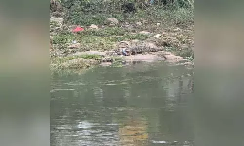 Langer Hauz में मूसी नदी में फिर से मगरमच्छ देखा गया Langer Hauz में मूसी नदी में फिर से मगरमच्छ देखा गया