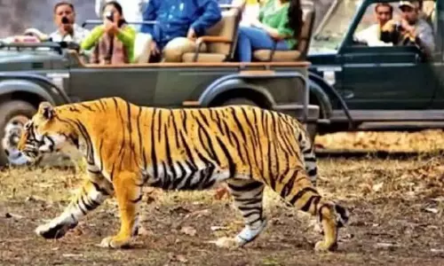 Rajasthan: रणथंभौर जंगल में कैंटर खराब, पर्यटकों का एक घंटा फंसा Rajasthan: रणथंभौर जंगल में कैंटर खराब, पर्यटकों का एक घंटा फंसा