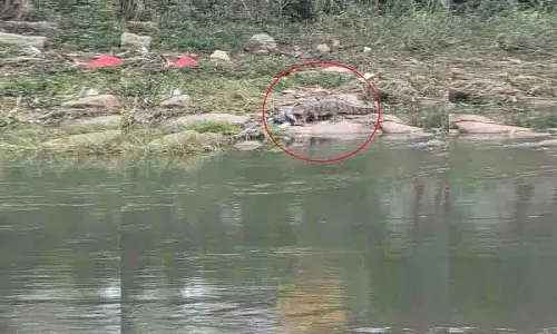 लंगर हाउस में फिर दिखा मगरमच्छ, स्थानीय लोग दहशत में