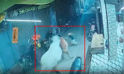CG: चूड़ी लाइन में दो सांडों की भिड़ंत, मासूम बच्चा चपेट में आने से बाल-बाल बचा CG: चूड़ी लाइन में दो सांडों की भिड़ंत, मासूम बच्चा चपेट में आने से बाल-बाल बचा