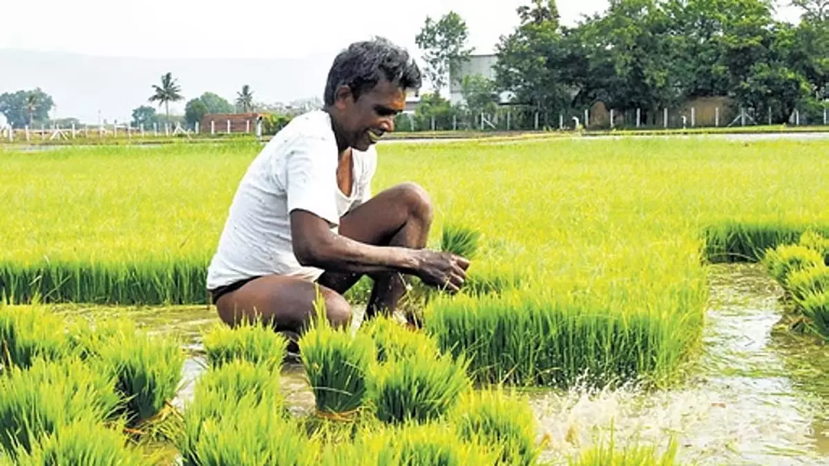 Odisha सरकार ने किसानों को धान खरीद के पंजीकरण हेतु स्व-घोषणा पत्र जमा करने की अनुमति दी Odisha सरकार ने किसानों को धान खरीद के पंजीकरण हेतु स्व-घोषणा पत्र जमा करने की अनुमति दी