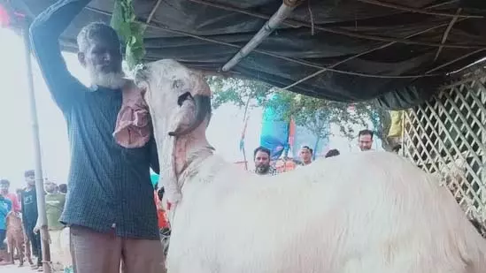 Bengaluru: 19 अगस्त को अधिकारों की मांग के लिए हजारों चरवाहों का मार्च Bengaluru: 19 अगस्त को अधिकारों की मांग के लिए हजारों चरवाहों का मार्च