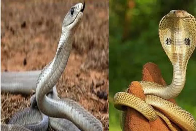 झारखंड में अनोखी परंपरा, श्रद्धालु जहरीले सांप को गले में लपेट कर करते हैं मनसा पूजा झारखंड में अनोखी परंपरा, श्रद्धालु जहरीले सांप को गले में लपेट कर करते हैं मनसा पूजा