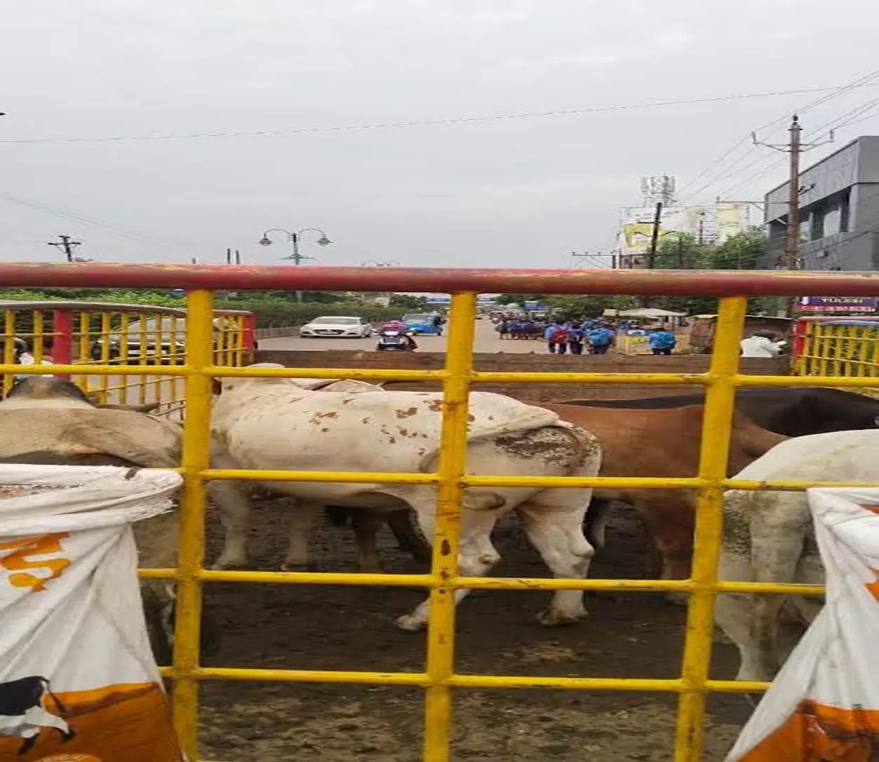 नगर निगम का विशेष अभियान: 15 दिनों में 843 आवारा पशुओं को पकड़कर भेजा गया गौठानों में नगर निगम का विशेष अभियान: 15 दिनों में 843 आवारा पशुओं को पकड़कर भेजा गया गौठानों में