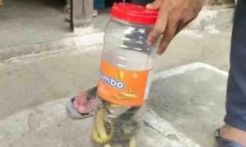 Mp News: दूध डेयरी में घुसा 5 फीट लंबा सांप, अफरा-तफरी Mp News: दूध डेयरी में घुसा 5 फीट लंबा सांप, अफरा-तफरी