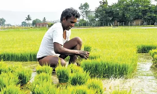 Odisha  सरकार ने किसानों को धान खरीद के पंजीकरण हेतु स्व-घोषणा पत्र जमा करने की अनुमति दी