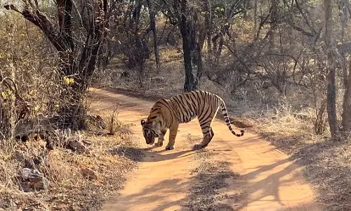 Ranthambore: खौफनाक हादसा, टूटे कैंटर में फंसे पर्यटक 90 मिनट तक Ranthambore: खौफनाक हादसा, टूटे कैंटर में फंसे पर्यटक 90 मिनट तक
