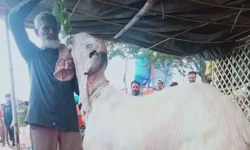 Bengaluru: 19 अगस्त को अधिकारों की मांग के लिए हजारों चरवाहों का मार्च Bengaluru: 19 अगस्त को अधिकारों की मांग के लिए हजारों चरवाहों का मार्च
