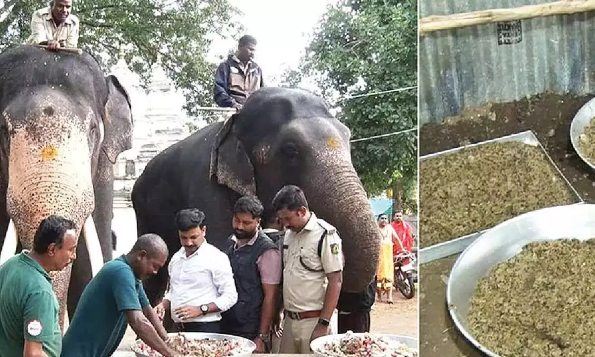 मैसूर दशहरा पर हाथियों का राजमहल में शाही स्वागत, विशेष रसोई की व्यवस्था मैसूर दशहरा पर हाथियों का राजमहल में शाही स्वागत, विशेष रसोई की व्यवस्था