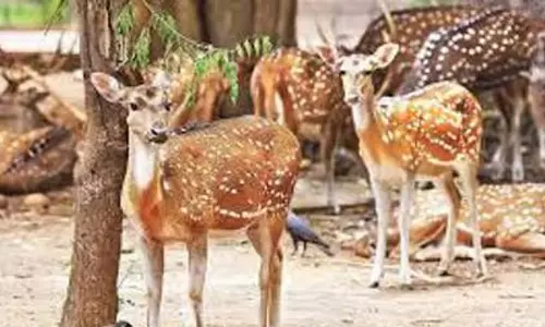 आवारा कुत्तों ने हिरण को मारा