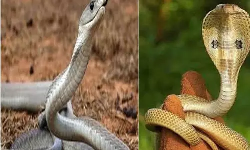 झारखंड में अनोखी परंपरा, श्रद्धालु जहरीले सांप को गले में लपेट कर करते हैं मनसा पूजा झारखंड में अनोखी परंपरा, श्रद्धालु जहरीले सांप को गले में लपेट कर करते हैं मनसा पूजा