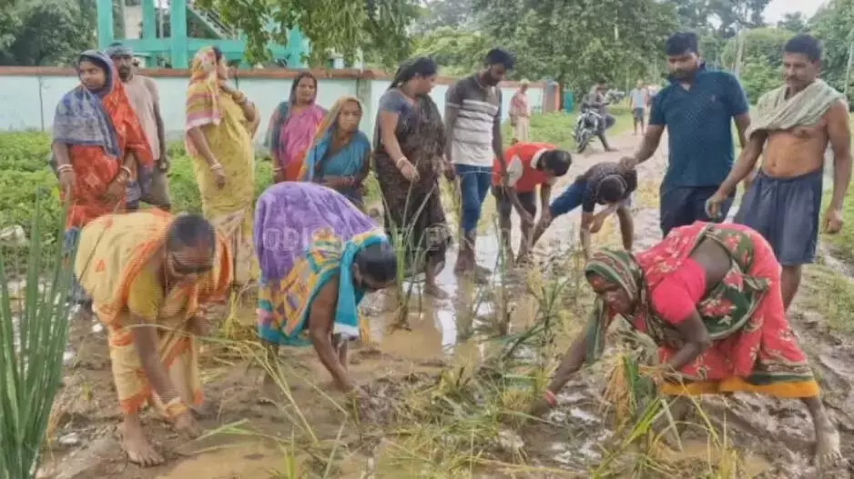 Odisha : ग्रामीणों ने कीचड़ भरी सड़क पर धान के पौधे रोपे Odisha : ग्रामीणों ने कीचड़ भरी सड़क पर धान के पौधे रोपे