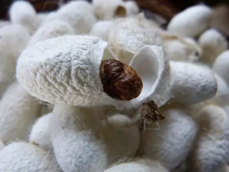 Dir Sericulture ने कुपवाड़ा में कोकून मार्केट का उद्घाटन किया Dir Sericulture ने कुपवाड़ा में कोकून मार्केट का उद्घाटन किया