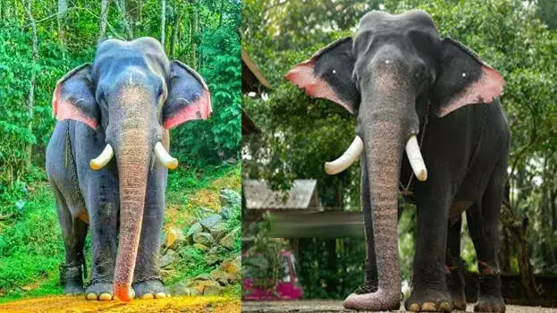 Kerala: मंदिर उत्सवों के टस्कर एराट्टुपेट्टा अय्यप्पन का निधन Kerala: मंदिर उत्सवों के टस्कर एराट्टुपेट्टा अय्यप्पन का निधन