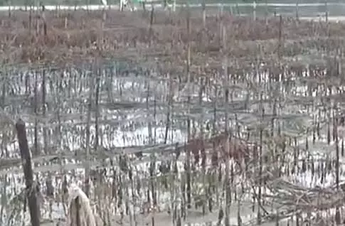 उत्तर प्रदेश के Moradabad में रामगंगा नदी का जलस्तर बढ़ने से बाढ़ जैसे हालात, फसलें बर्बाद उत्तर प्रदेश के Moradabad में रामगंगा नदी का जलस्तर बढ़ने से बाढ़ जैसे हालात, फसलें बर्बाद
