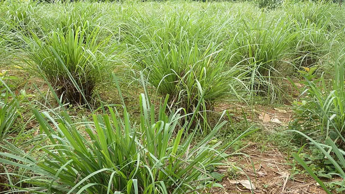 lawn को बर्बाद करने वाला यह बहुमुखी पौधा बगीचे का बन जाता है सबसे अच्छा विकल्प lawn को बर्बाद करने वाला यह बहुमुखी पौधा बगीचे का बन जाता है सबसे अच्छा विकल्प