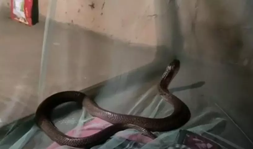 युवक की मच्छरदानी में घुसा जहरीला कोबरा, रातभर बिना किसी नुकसान के रहा सोता युवक की मच्छरदानी में घुसा जहरीला कोबरा, रातभर बिना किसी नुकसान के रहा सोता