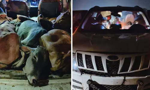 जबलपुर में गायों की तस्करी करते हुए तेलंगाना से आई XUV कार पकड़ी गई जबलपुर में गायों की तस्करी करते हुए तेलंगाना से आई XUV कार पकड़ी गई