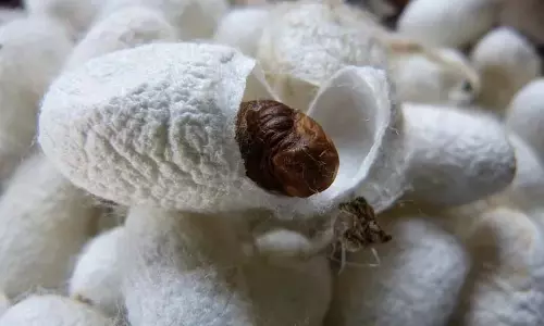 Dir Sericulture ने कुपवाड़ा में कोकून मार्केट का उद्घाटन किया