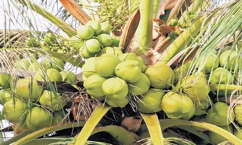 coconut   की कीमतों में उछाल से केरल के किसान उत्साहित