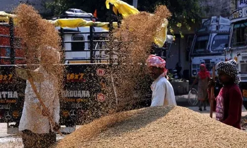 Punjab में फिर धान खरीद संकट