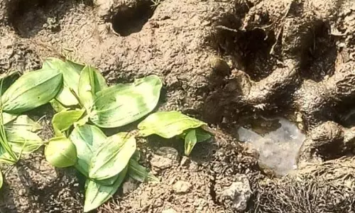 Jharsuguda बाघ के पैरों के निशान से सीमावर्ती गांवों में दहशत