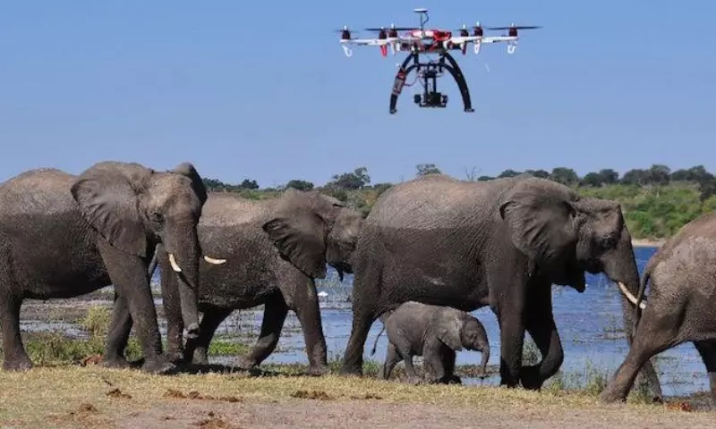 Assam: ड्रोन तकनीक से गोलपाड़ा में घायल हाथी को बचाया गया Assam: ड्रोन तकनीक से गोलपाड़ा में घायल हाथी को बचाया गया