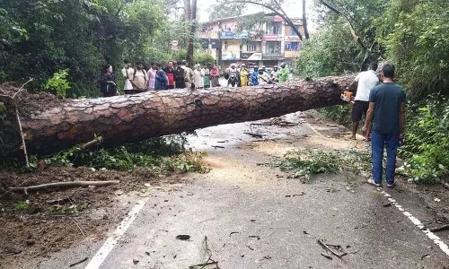 Pathankot-Mandi road पर पेड़ों के गिरने का खतरा Pathankot-Mandi road पर पेड़ों के गिरने का खतरा