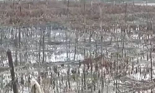 उत्तर प्रदेश के Moradabad में रामगंगा नदी का जलस्तर बढ़ने से बाढ़ जैसे हालात, फसलें बर्बाद