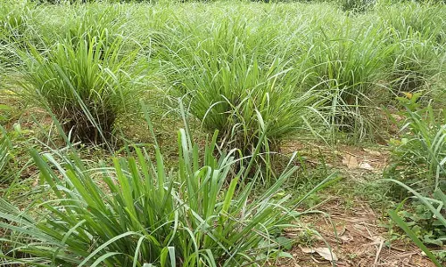 lawn को बर्बाद करने वाला यह बहुमुखी पौधा बगीचे का   बन जाता है सबसे अच्छा विकल्प