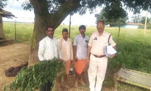ऑपरेशन आघात के तहत बड़ी कार्रवाई, घर की बाड़ी में गांजा उगाने वाला गिरफ्तार
