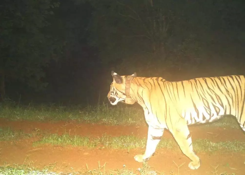Odisha : सिमिलिपाल के लिए अच्छी खबर, स्थानांतरित बाघिन जीनत गर्भवती Odisha : सिमिलिपाल के लिए अच्छी खबर, स्थानांतरित बाघिन जीनत गर्भवती
