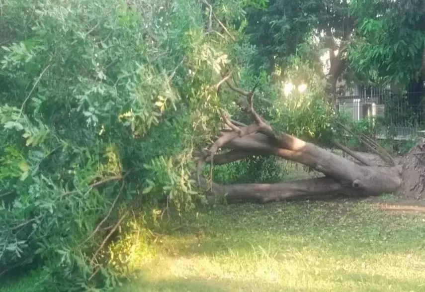 Ghaziabad: मानव औषधि पार्क में वृक्ष गिरा, दुर्घटना से टला संकट Ghaziabad: मानव औषधि पार्क में वृक्ष गिरा, दुर्घटना से टला संकट