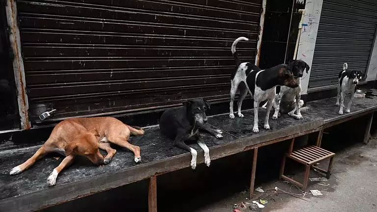 रोहिणी में कुत्तों को पकड़ने गई एमसीडी टीम पर हमला, एक गिरफ्तार रोहिणी में कुत्तों को पकड़ने गई एमसीडी टीम पर हमला, एक गिरफ्तार