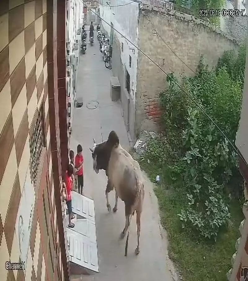 टोहाना में आवारा सांड ने बच्चों पर किया हमला, CCTV फुटेज से मचा हड़कंप टोहाना में आवारा सांड ने बच्चों पर किया हमला, CCTV फुटेज से मचा हड़कंप