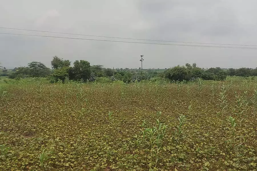 भारी बारिश: बाढ़ से फसलों को भारी नुकसान भारी बारिश: बाढ़ से फसलों को भारी नुकसान