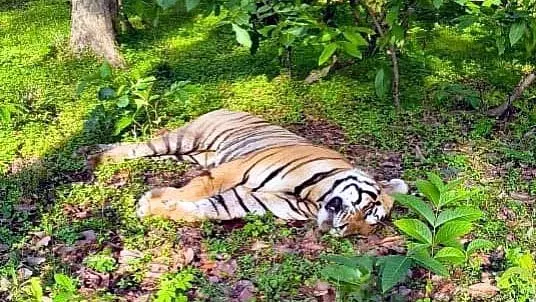 MP : संजय टाइगर रिजर्व में बाघ की करंट लगने से मौत MP : संजय टाइगर रिजर्व में बाघ की करंट लगने से मौत