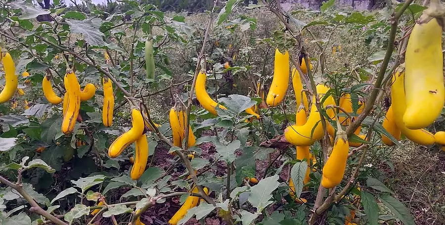 ठंडी हवा, मूसलाधार बारिश, कीट और रोग: पौधे पर पका बैंगन ठंडी हवा, मूसलाधार बारिश, कीट और रोग: पौधे पर पका बैंगन