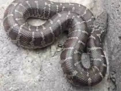 Mumbai: मुलुंड हाउसिंग सोसाइटी से 10 फुट लंबा अजगर बचाया गया Mumbai: मुलुंड हाउसिंग सोसाइटी से 10 फुट लंबा अजगर बचाया गया