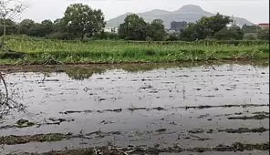 भारी बारिश से फसलों का नुकसान, किसानों ने तुरंत राहत की मांग की भारी बारिश से फसलों का नुकसान, किसानों ने तुरंत राहत की मांग की