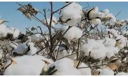 सरकार ने कपास आयात शुल्क अस्थायी रूप से हटाया सरकार ने कपास आयात शुल्क अस्थायी रूप से हटाया