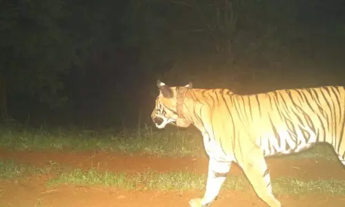 Odisha : सिमिलिपाल के लिए अच्छी खबर, स्थानांतरित बाघिन जीनत गर्भवती
