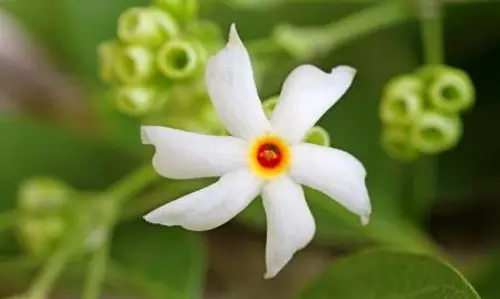हरसिंगार के पत्तों से मिलती है सायटिका में राहत