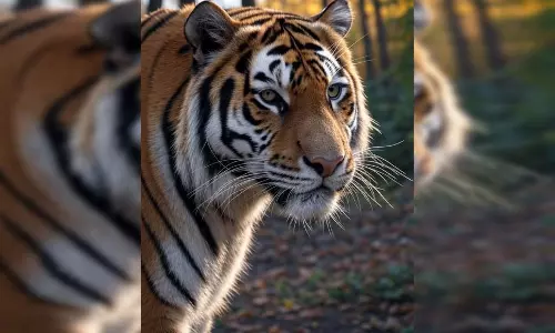 टाइगर रिजर्व में बाघ की बिजली करंट से मौत, वन विभाग में हड़कंप टाइगर रिजर्व में बाघ की बिजली करंट से मौत, वन विभाग में हड़कंप