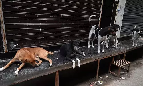 रोहिणी में कुत्तों को पकड़ने गई एमसीडी टीम पर हमला, एक गिरफ्तार