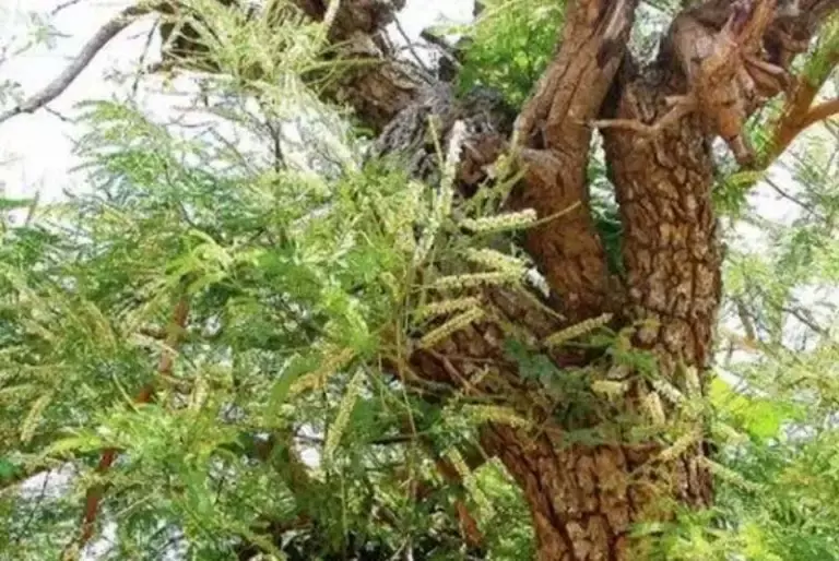 Khair plantation: असम के युवाओं के लिए एक हरित व्यवसाय का अवसर
