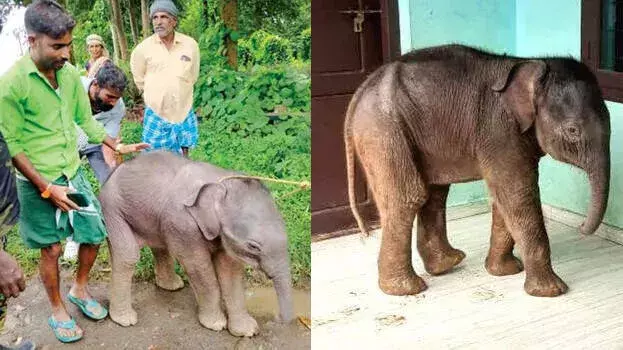 Kerala : चेकाडी में भटका हाथी का बच्चा नदी पार कर कर्नाटक पहुंचा