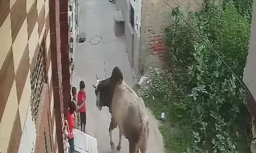 टोहाना में आवारा सांड ने बच्चों पर किया हमला, CCTV फुटेज से मचा हड़कंप
